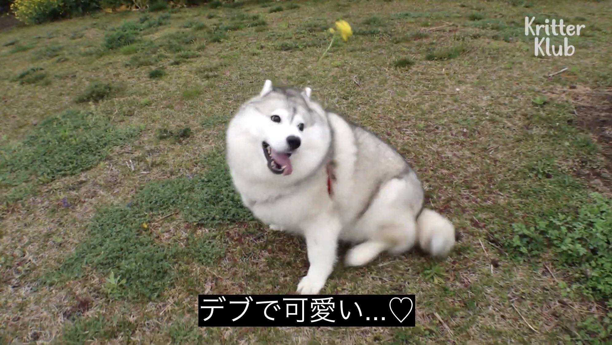 どうぶつ動画字幕bot デブで可愛い T Co Pyjlwchqbj