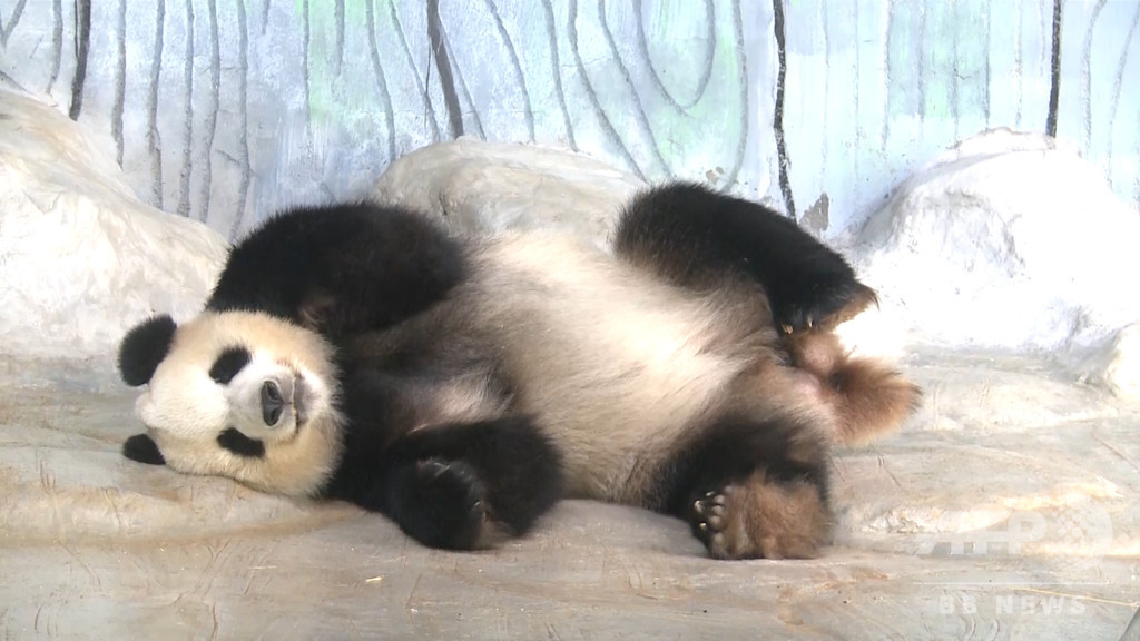 qwep____22's tweet photo. 暑いので水や氷で遊びました🐼

遊び疲れた時のセクシーショットもサービスしときますね💙💚💛💜❤ https://t.co/E9oGRPDQ07