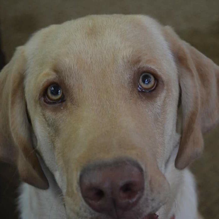 BraveLilBecky's tweet photo. Hey guys, I just had to put my dog, Bullet, down yesterday. I've had him since he was 8 weeks old. I still owe half of the vet bills, so if you could help out, I'd really appreciate it!

https://t.co/ahC5fidaXz

#RIPBullet #puppies #vetbills #help #RetweeetPlease https://t.co/A0LItd5WUx