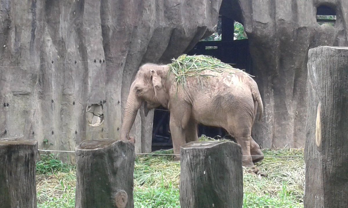 Happy International Elephant Day @IntElephantFoundation #WorldElephantDay #InternationalElephantDay #ForestElephants For taking a photo of this cute baby Elephant, I climbed all the bars. Seems worth such a strive. Hope for a day without any hunter as if it is a beautiful utopia!
