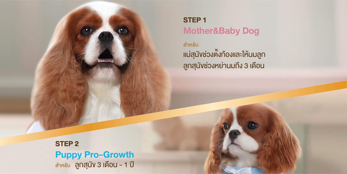 TH_SmartHeart's tweet photo. 2️⃣ STEPS เริ่มต้นการดูแลสมาชิกใหม่กับ SmartHeart Gold🐶

STEP1 📍Mother&amp;Baby Dog
>แม่สุนัขช่วงตั้งท้องและให้นมลูก
>ลูกสุนัขช่วงหย่านม - 3เดือน

STEP2 📍Puppy Pro-Growth
> ลูกสุนัข 3เดือน - 1ปี

🔗เพ็ทช็อปใกล้บ้าน
🔗ห้าง Tesco Lotus, Tops, Makro 
🔗Lazada, Shopee, PCG Shop Online https://t.co/Isum3PPgFg
