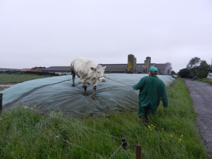 BovinsViande's tweet photo. Bâchage des silos : des pistes pour dégager les pneus https://t.co/cRqSzOfZw3 https://t.co/0LnuqI0zxL