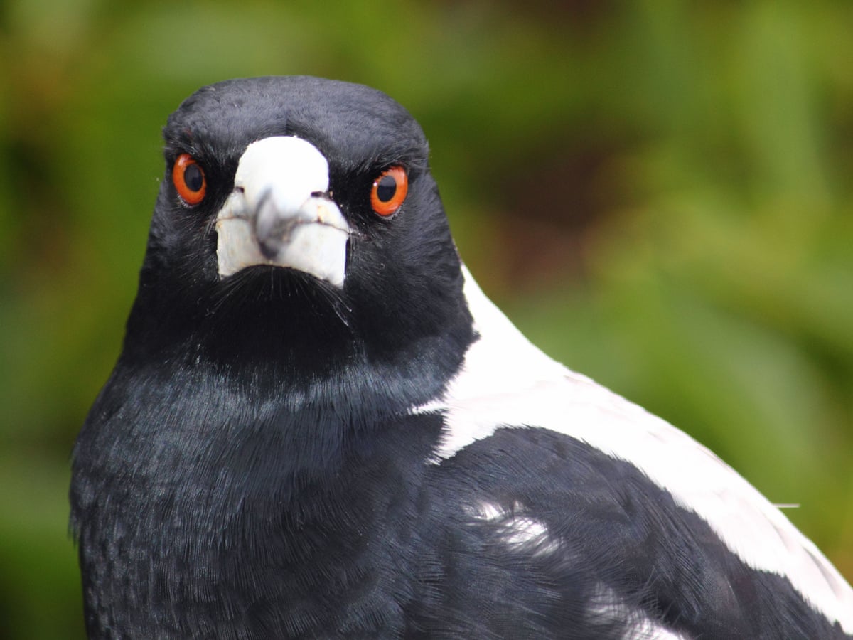 wild how magpies have a whole nother bird on their face