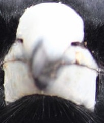 wild how magpies have a whole nother bird on their face