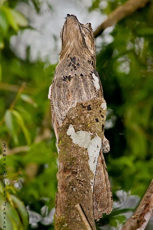 thats a real bird by the way it's a potoo its whole deal is it goes"what ifi were tree?"