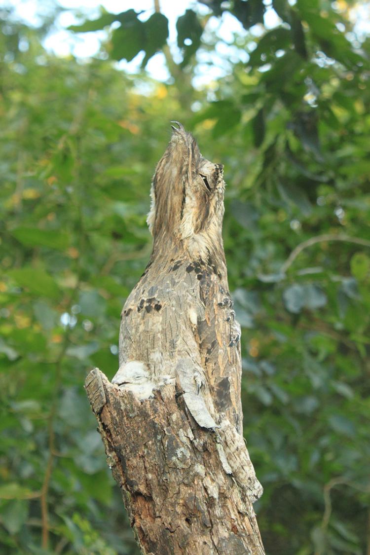 thats a real bird by the way it's a potoo its whole deal is it goes"what ifi were tree?"