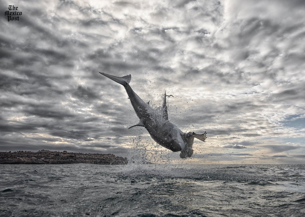 MexicoPost's tweet photo. El experto en #tiburones #ChrisFallows captó el salto impresionante de un enorme #tiburón blanco de más de cuatro metros y medio de altura con una presa entre sus dientes en la cota de #Sudáfrica. https://t.co/u1GP01qfei