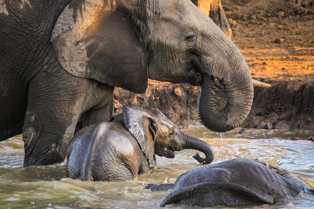 TourvestDM's tweet photo. Virtual #elephant safari! 🐘🐘🐾

Today is #WorldElephantDay - &amp; @ShamwariReserve is inviting you all to celebrate these majestic giants that still roam the earth. Find out more here ➡️ https://t.co/jcaGxuBJvV

📸 JMx Images

#DigitalSafari #SofaSafari #SouthAfrica #TourismStrong https://t.co/R8TWAMlEtA