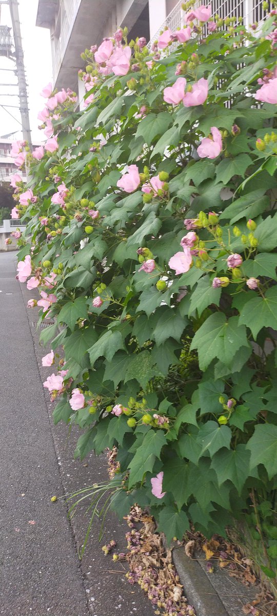 木蓮 على تويتر 酔芙蓉の花です ほろ酔い気分かな 酔芙蓉 花