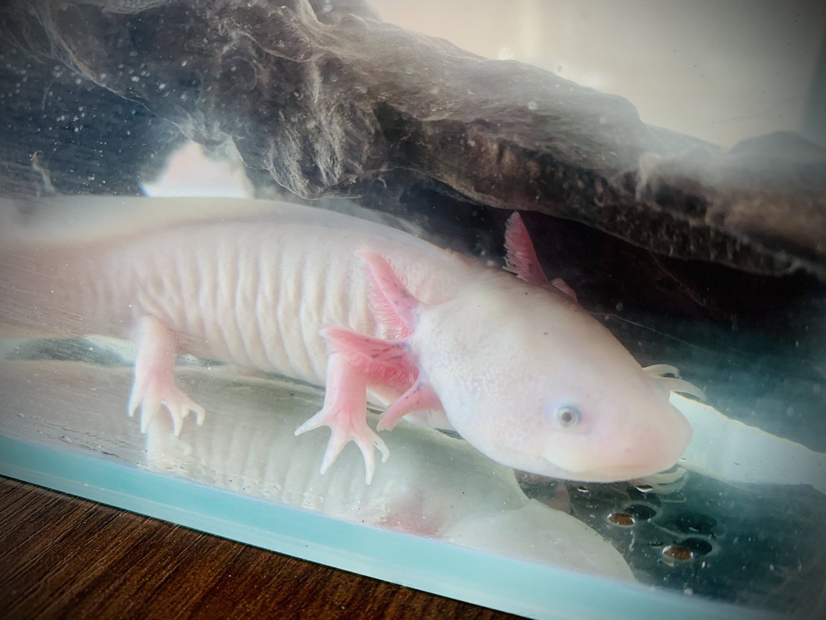 ジョセンス 塩浴10日ほど 体調はすっかり良いけど 水温管理のため保冷バッグに小型水槽を入れて保冷剤の入れ替えで終日22 3 キープ ウーパールーパー ウパ ジョセンス 塩浴10日ほど 体調はすっかり良いけど 水温管理のため保冷バッグに小型水槽を入れて保冷剤の入れ替えで終日22 3 キープ ウーパールーパー ウパ