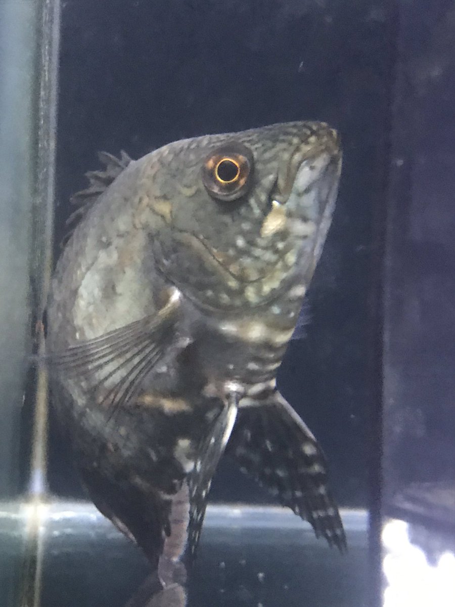 クラシピンニス クラシピンニス