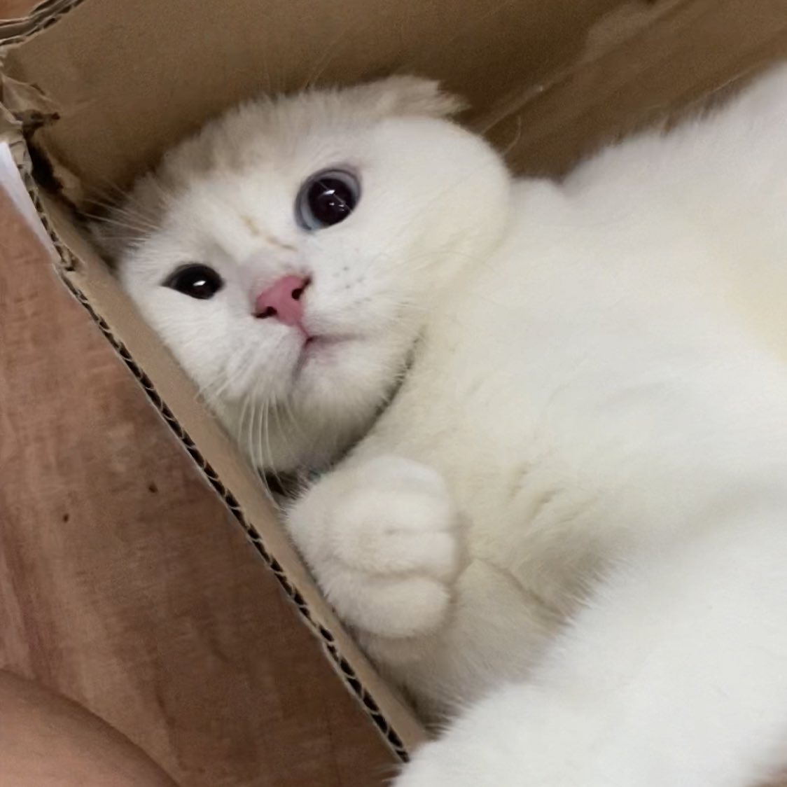 awwwfluffy's tweet photo. มะได้ไปเย่นอะไนมอมมาเนยนะ มนุดตาฝาดแน้วนึปะ https://t.co/vE49Jjkiw5