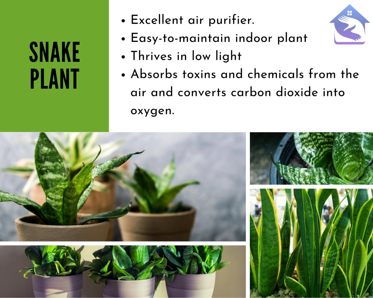 PropertyBuddyin's tweet photo. (1/2)#quicktips
Looking to add a touch of #green to your #homedecor? Adding #indoorplants to your home that can thrive indoors &amp; grow well with basic care &amp; watering.
Source:Livspace
#lowmaintenance #plants #garden #houseplants #house_plant_community #plantstyling #indoorgarden https://t.co/FbmDrznu0A