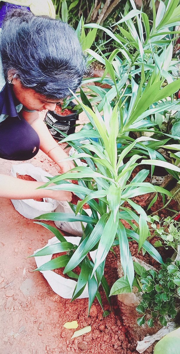 SoumyaVijay6's tweet photo. #GreenIndiaChallenge Accepted💚🌱 @actorvijay 😘 We R Continue The Chain... 🌱🌱🌱🌱🌱 @urstrulyMahesh @vmi_dc @BussyAnand @sebastin_Mv @vfckeralagirls @OTFC_Off @leftpandi @Dr_Ecr_official @ActorVijayWorld @Dir_Lokesh @Atlee_dir @NayantharaU @behindwoods Get Ready..... Nanbans🌱 https://t.co/1cbafnBdr1