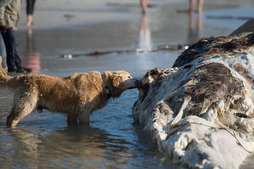 The carcass of a Bryde's whale washed up on Kommetjie Beach in Cape Town, South Africa.

It had several wounds but the cause of death remains unclear.
