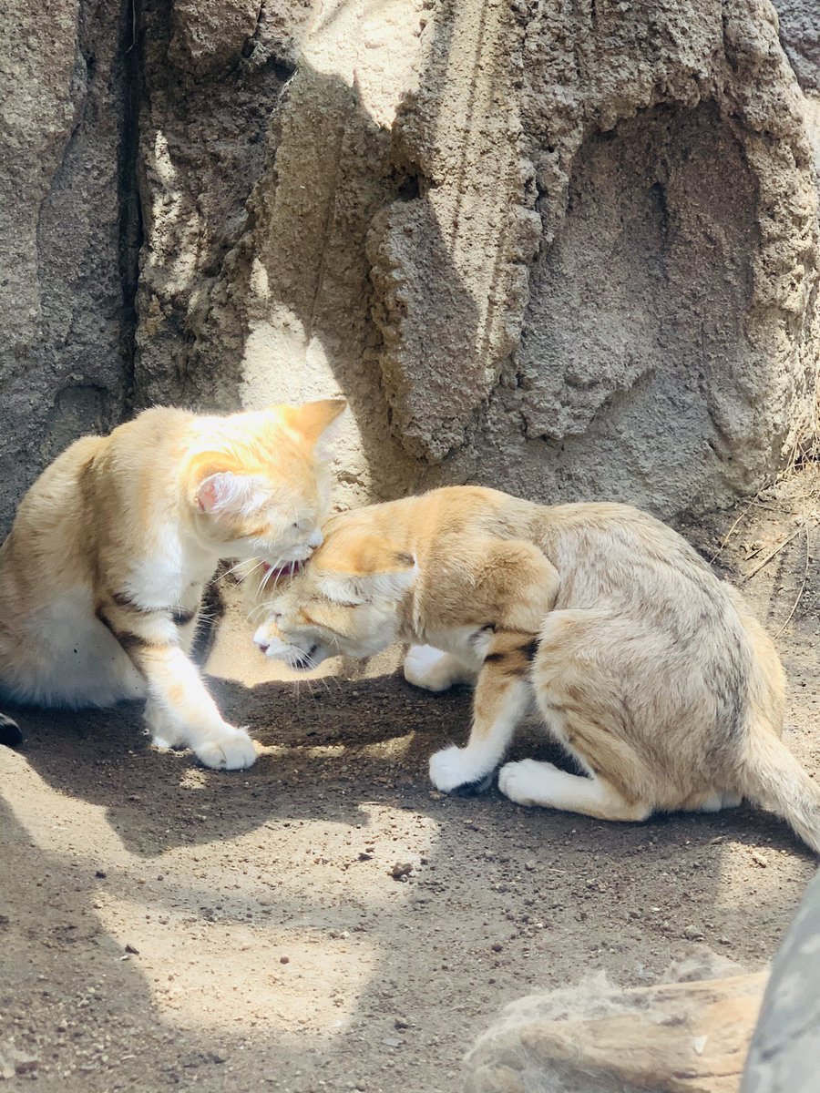 まー 今日は初めての一人動物園 ドキドキしたけど 来てよかった ムスタ と バリー めっちゃラブラブやん 神戸どうぶつ王国 動物園 スナネコ 砂漠の天使 ラブラブ カップル 写真好きな人と繋がりたい 動物好きな人と繋がりたい T