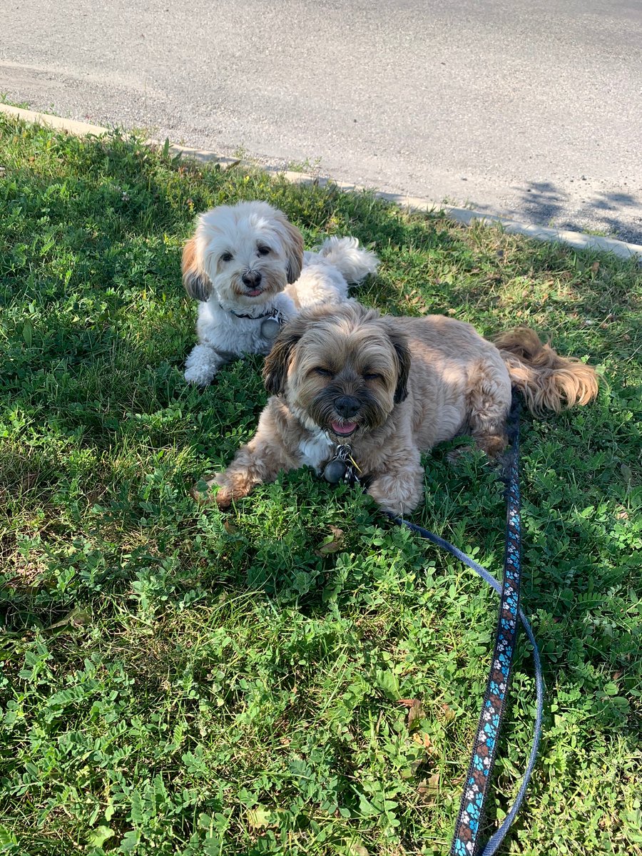 Alex_Barron_10's tweet photo. Just chilling in the shade. https://t.co/Se23H1zG8V