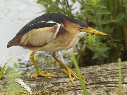 me: oh look at you, least bittern, fellow potato shaped being