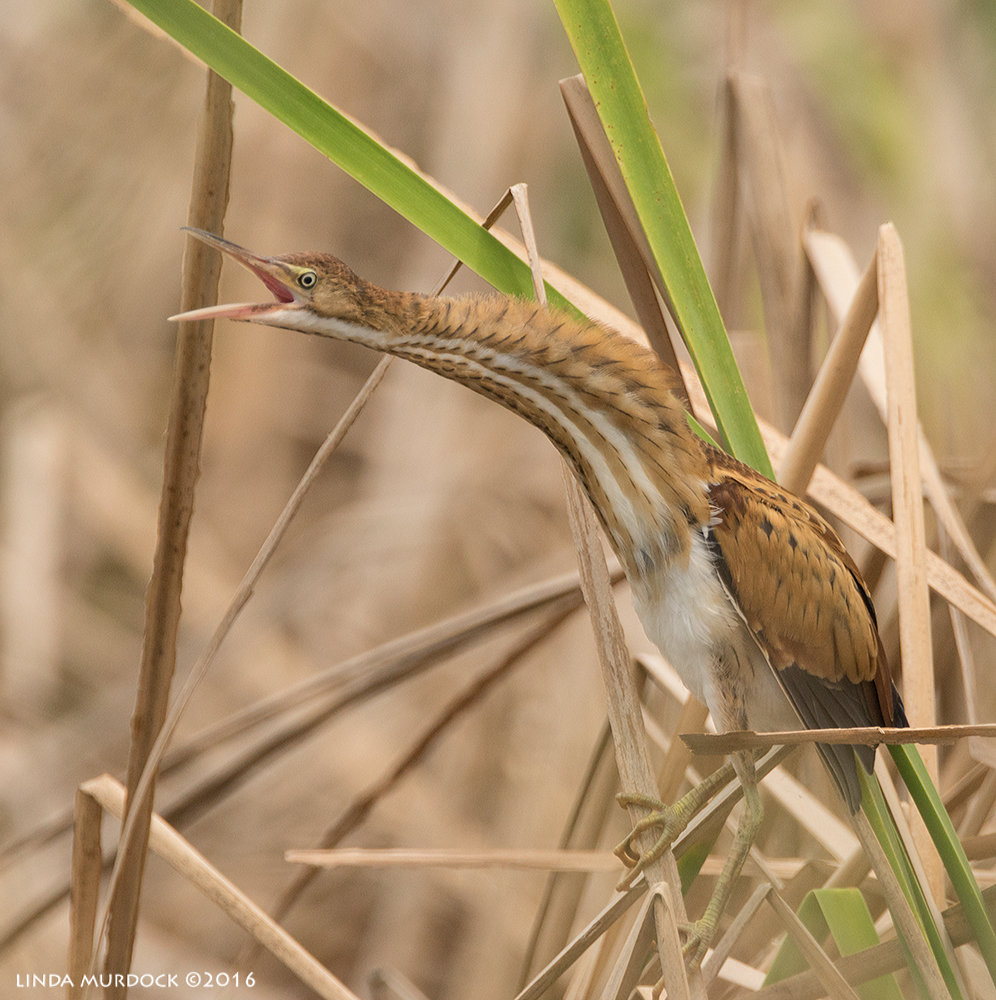 least bittern: fuck you say