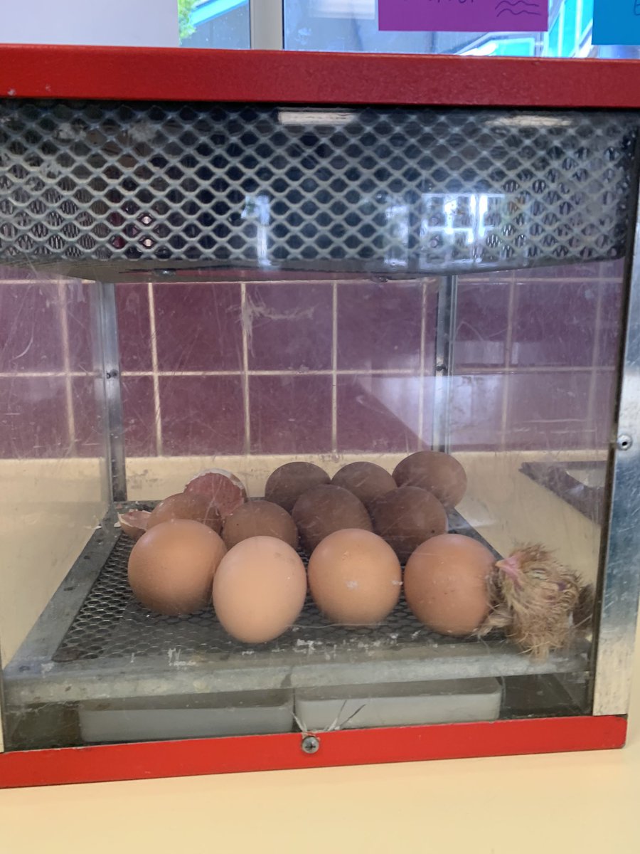 AuburnWestPS tweet media