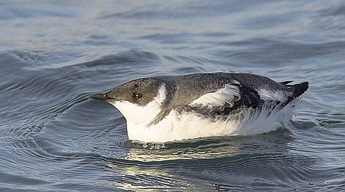 how about you marbelled murrelet you're also a potato lets see your best zoop