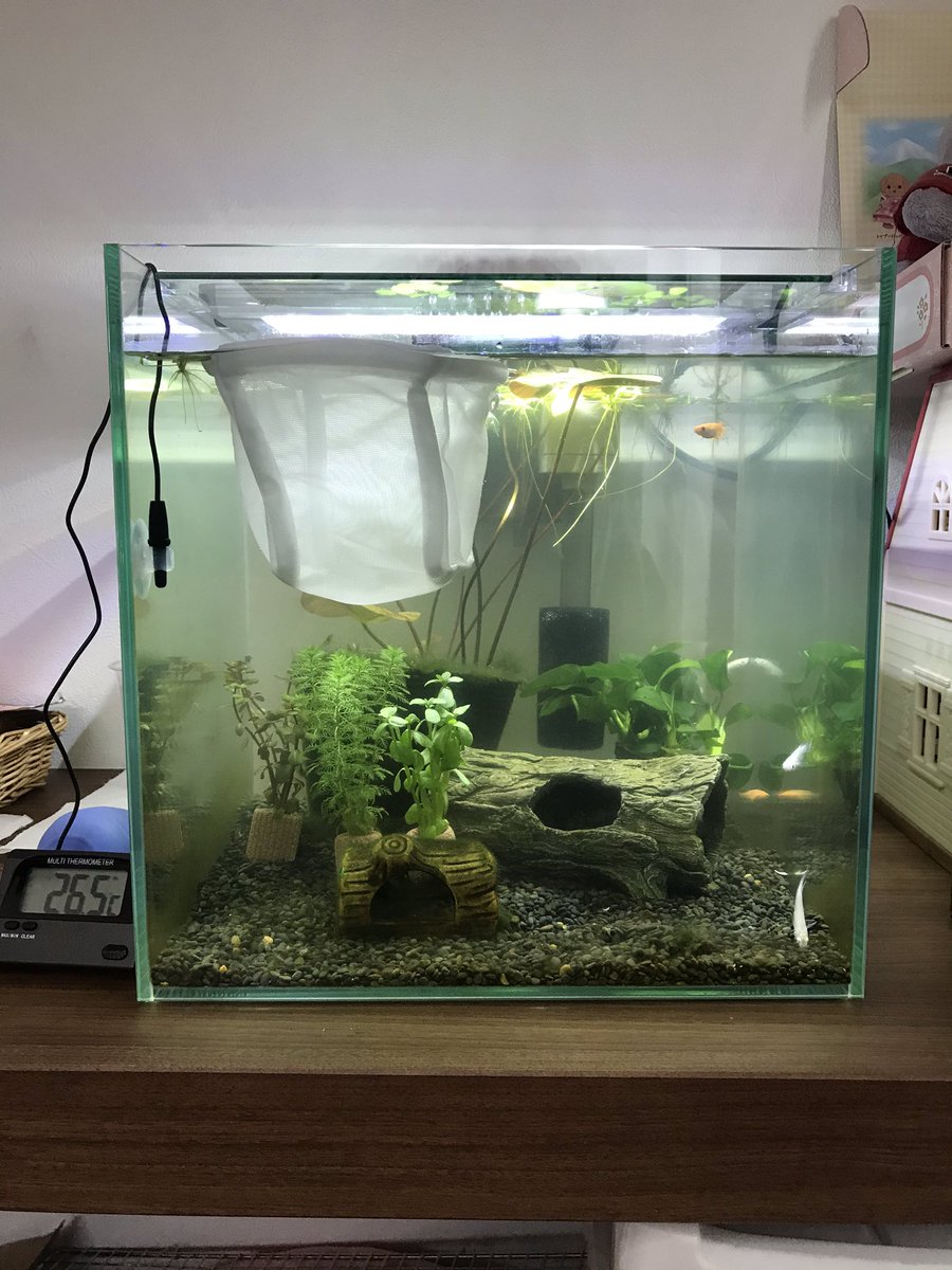 ぽよにーる メダカの卵を隔離してる浮きネット 睡蓮鉢時代に買ったので 悪くはないけど横から見えないのが難点 隔離ケースみたいなやつほしいな めだか メダカ ぽよにーる メダカの卵を隔離してる浮きネット 睡蓮鉢時代に買ったので 悪くはないけど横から見えないのが難点 隔離ケースみたいなやつほしいな めだか メダカ