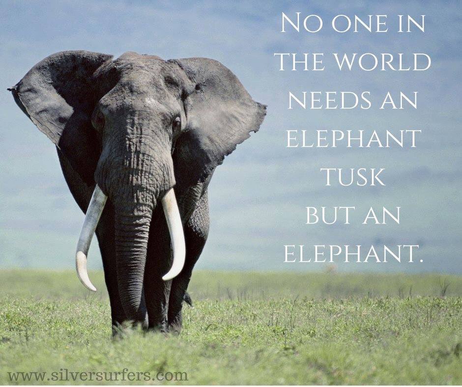 #WorldElephantDay2020