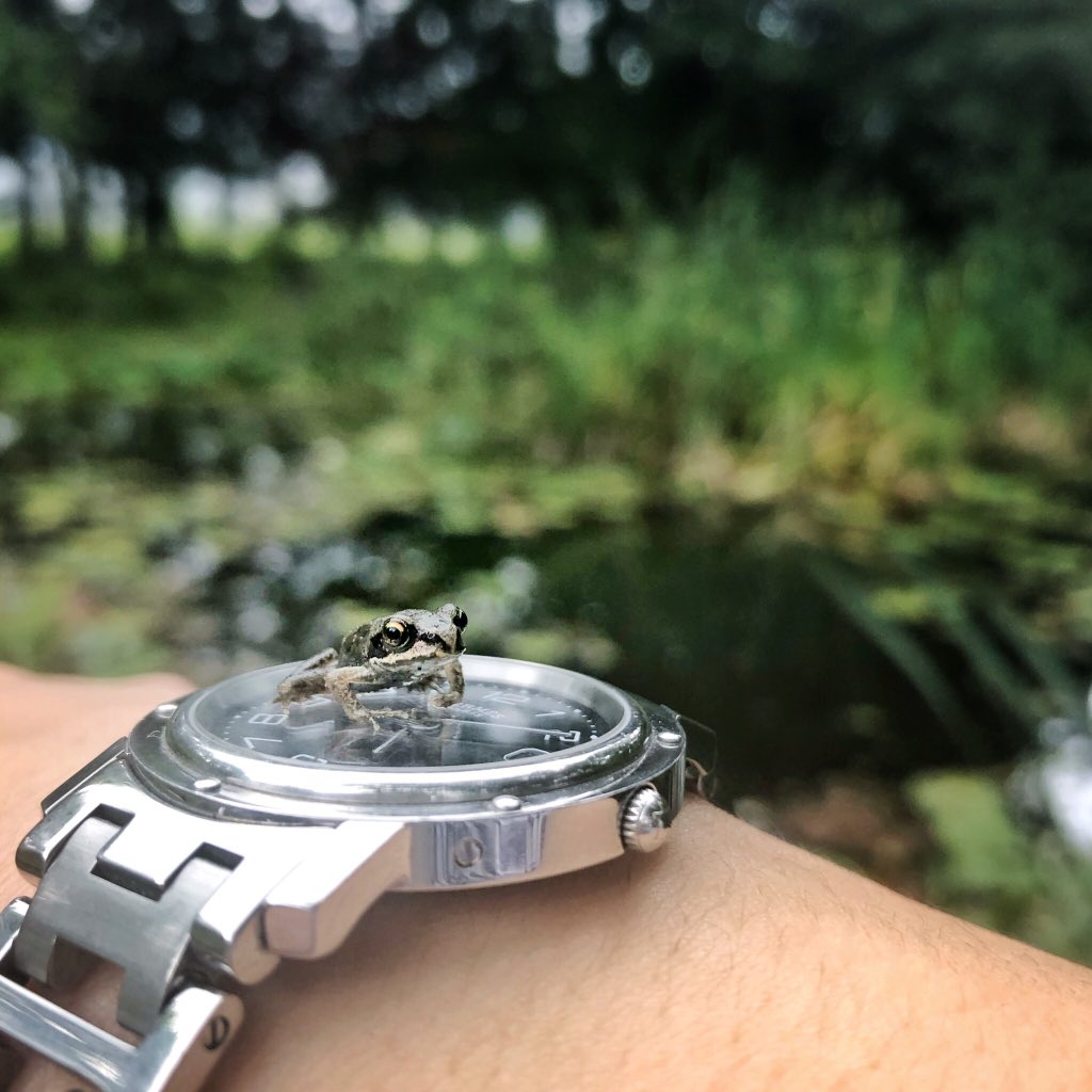 SyUnSyUn_SuKe's tweet photo. カエルも人に懐くようです🐸
小さすぎて可愛い。 https://t.co/GWIgUbCg93