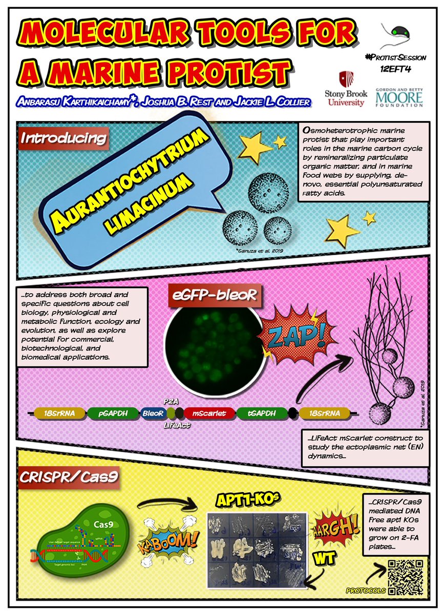AKarthikaichamy's tweet photo. Good day! Here we present a Swiss army knife of molecular tools and techniques for an interesting and ecologically important model protist Aurantiochytrium limacinum
#ProtistSession
@labyrinthulea https://t.co/h3QwaasrrQ