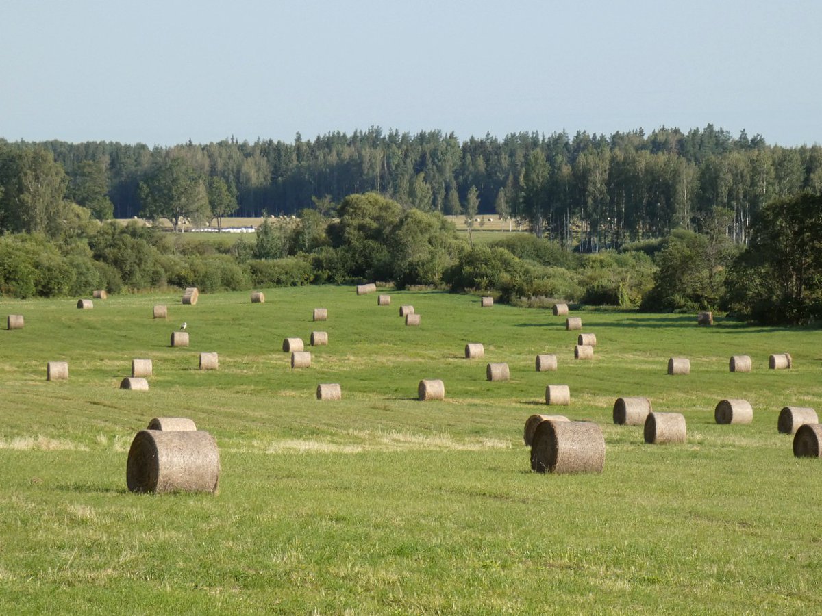 Zālāju nopļaušanas un novākšanas termiņš lauksaimniekiem pagarināts līdz 15. septembrim - ņemot vērā strauji mainīgos laikapstākļus, arī šogad Zemkopības ministrija ir paredzējusi lauksaimniekiem šo iespēju. saite.lv/AMbqk