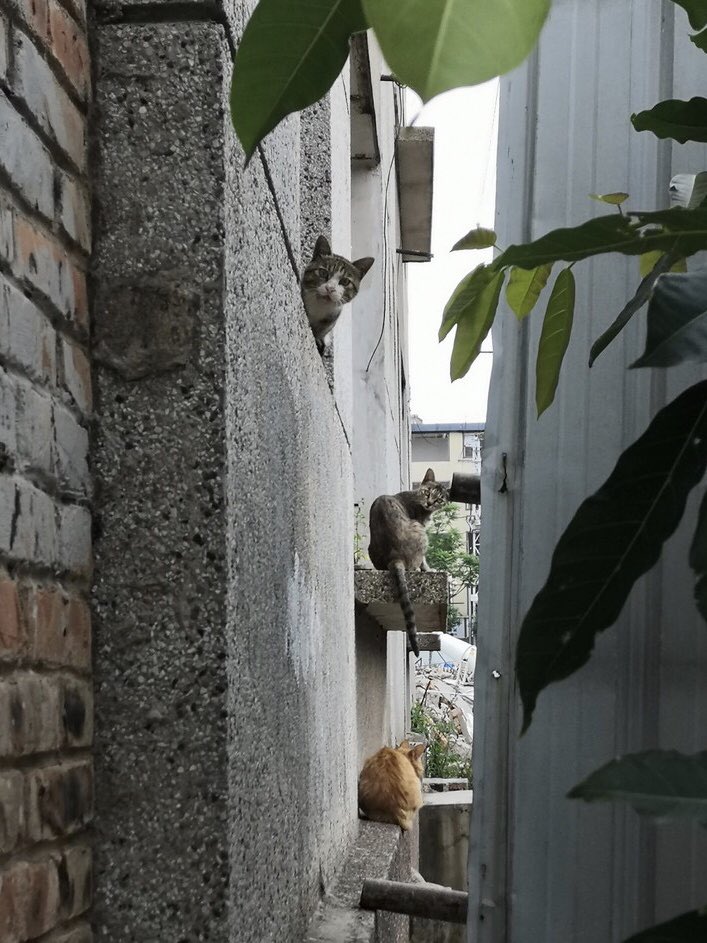 兮裟裟裟裟 Jaemazelyel Twitter