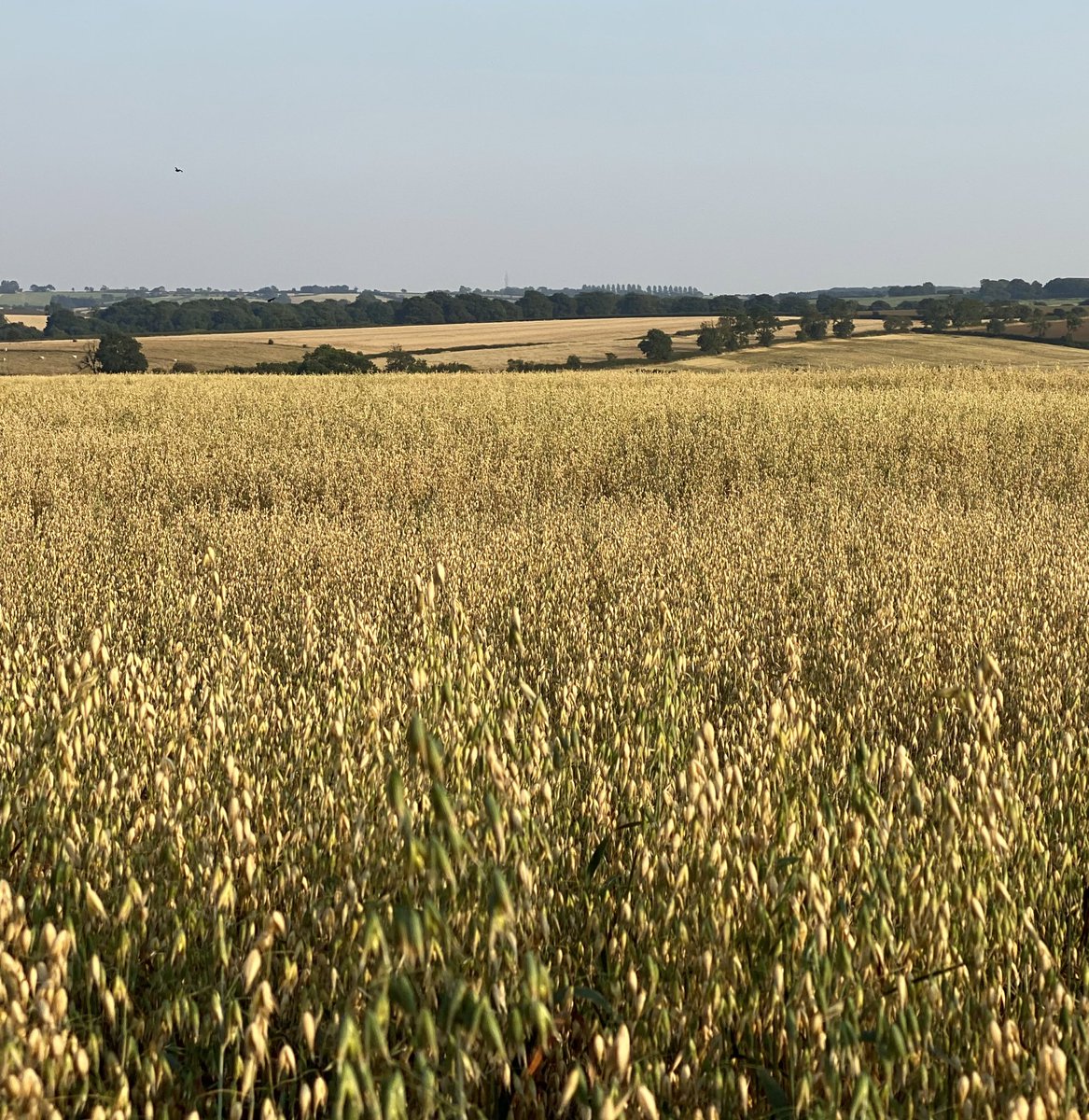HambletonBakery's tweet photo. Miles & miles of golden fields 🚜 #harvest2020 #fromourfieldstoyourtable #loveyourlocalloafer #realbreadcampaign #shoplocal #rurallife #hambletonbakery #puttingbreadonthetable #freshlybakedeveryday #supportsmallbusiness #rutlandlife #supportingthecounty #artisanbread https://t.co/XtQBcMYk6g