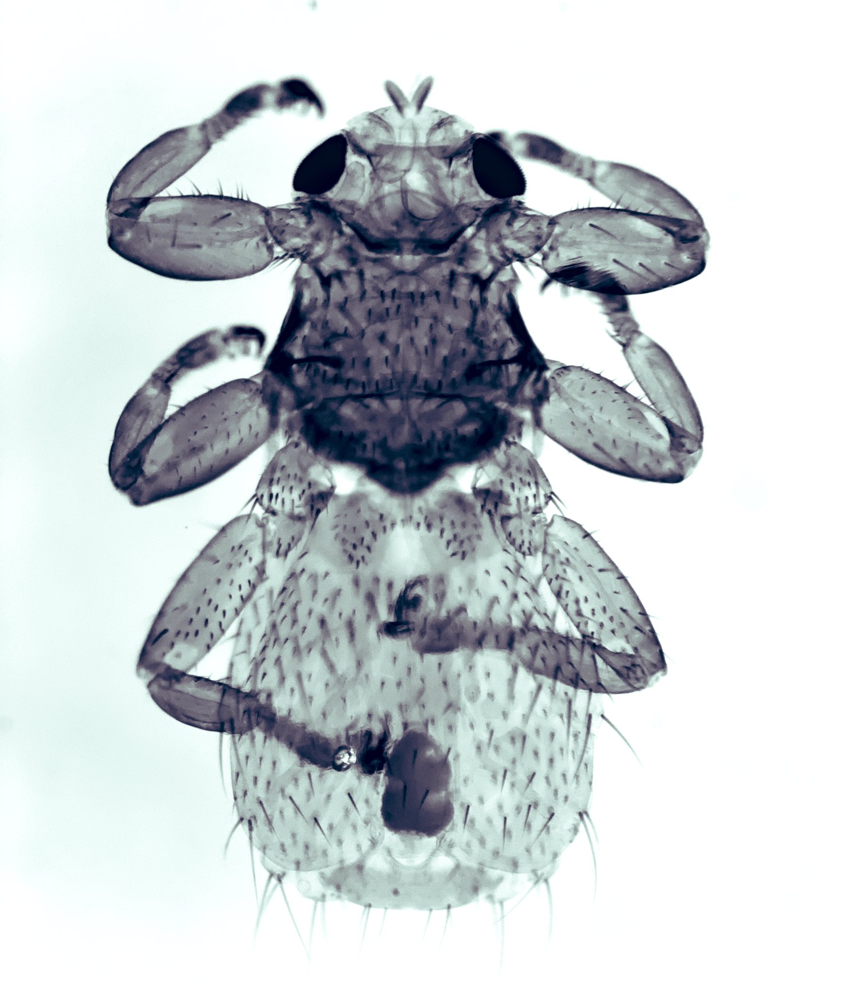 Socrates Letana on X: Camel nasal bot fly maggot: Cephalopina titillator  #oestridae #diptera Mad camel anyone?  / X