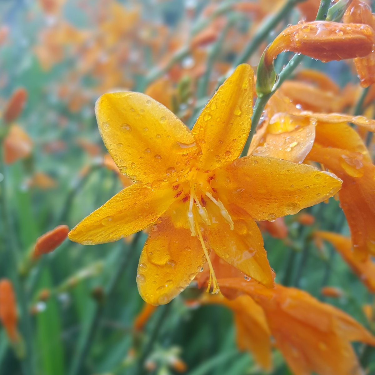 PlantPref's tweet photo. Freshly watered Crocosmia 'Lady Hamilton'.
#crocosmia #crocosmialadyhamilton #orangeflowers #summerbulbs #summerflowers #hotborder #africanbulbs #mailorderplants https://t.co/AheiIKMAst