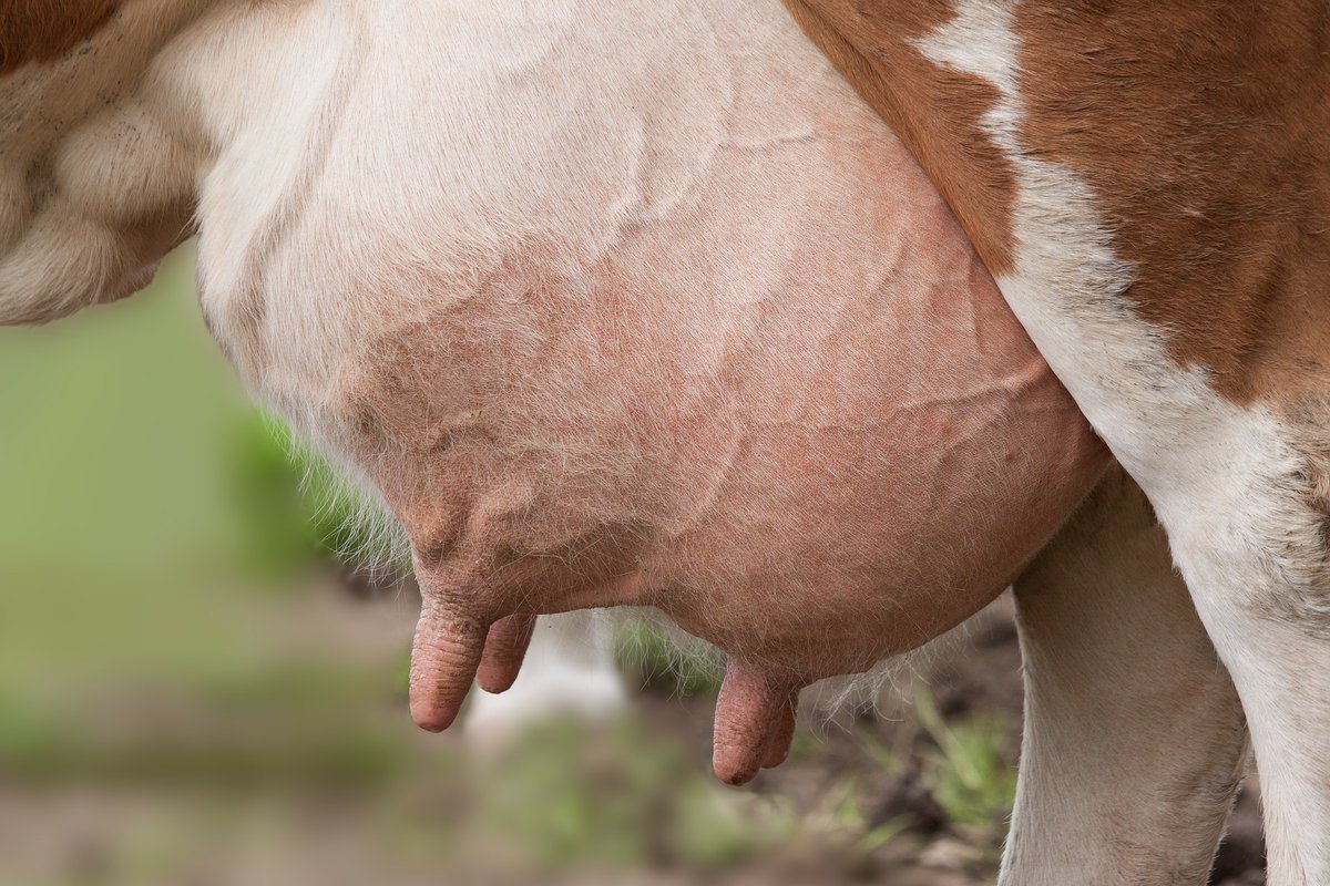 QGG_AU's tweet photo. New article by #MDIslam @PLovendahl @Just_Jensen_dk https://t.co/UiJ3SrjXZV: Bayesian estimation of #GeneticVariance and response to #selection on linear or ratio traits of #FeedEfficiency in #dairy #Cattle
@jdairyscience https://t.co/hGIX8BJ8tm https://t.co/y3xVNcGuKY