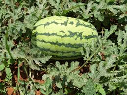 CropDoc_Onias's tweet photo. TIME OF PLANTING is very critical in CROP PRODUCTIVITY. Water melon, Butternut, Tomato, Green mealie &amp; Sugarbean FARMERS - YOUR TIME IS NOW! @basera_john @CdeNMaswerasei @MudhumeniMukuru @PhiriDivah @mucharedzeyi @WendyMadzura @MoLAWRR_Zim @AgritexS @MM_Garden1 @mrLethario https://t.co/V97hkJS6FG