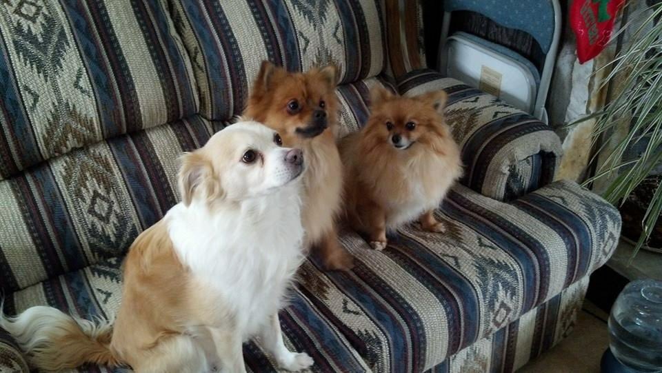 debbieb0603's tweet photo. @Chewy My babies all send love ❤️ to their friends at Chewy! https://t.co/4fI2OBqMJ6