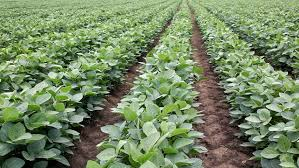 CropDoc_Onias's tweet photo. TIME OF PLANTING is very critical in CROP PRODUCTIVITY. Water melon, Butternut, Tomato, Green mealie &amp; Sugarbean FARMERS - YOUR TIME IS NOW! @basera_john @CdeNMaswerasei @MudhumeniMukuru @PhiriDivah @mucharedzeyi @WendyMadzura @MoLAWRR_Zim @AgritexS @MM_Garden1 @mrLethario https://t.co/V97hkJS6FG