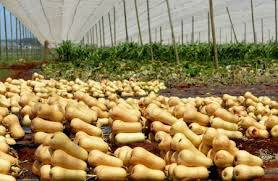 CropDoc_Onias's tweet photo. TIME OF PLANTING is very critical in CROP PRODUCTIVITY. Water melon, Butternut, Tomato, Green mealie &amp; Sugarbean FARMERS - YOUR TIME IS NOW! @basera_john @CdeNMaswerasei @MudhumeniMukuru @PhiriDivah @mucharedzeyi @WendyMadzura @MoLAWRR_Zim @AgritexS @MM_Garden1 @mrLethario https://t.co/V97hkJS6FG
