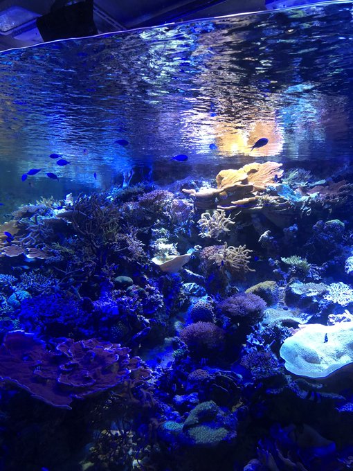 水族のtwitterイラスト検索結果 水族のtwitterイラスト検索結果