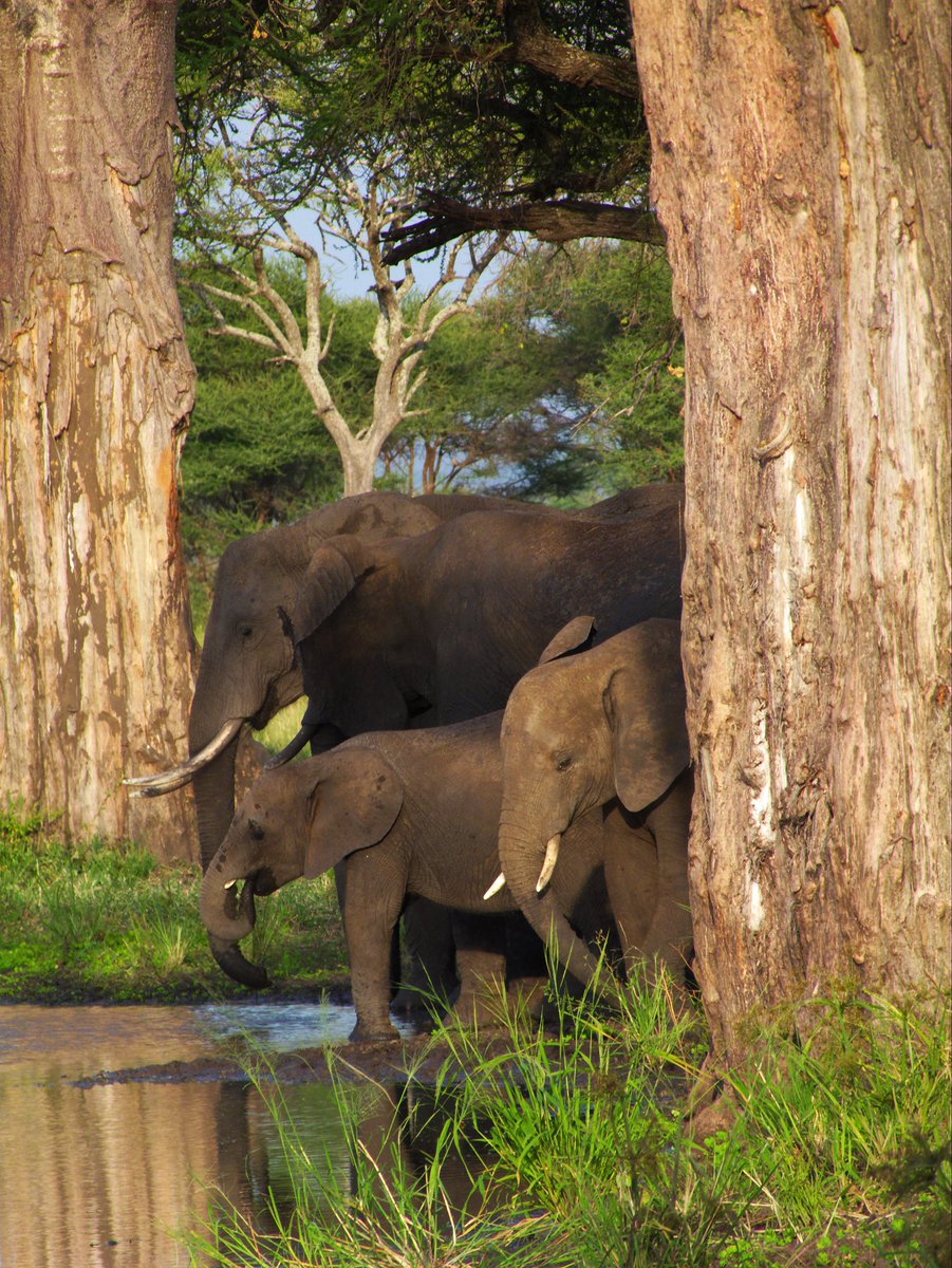 Overall, I'm optimistic that elephants have a future, but I think conservation needs to realise that more of the same is not enough: we need to radically rethink our focus on protecting isolated patches & develop models that equitably tackle causes, not symptoms. 10/10