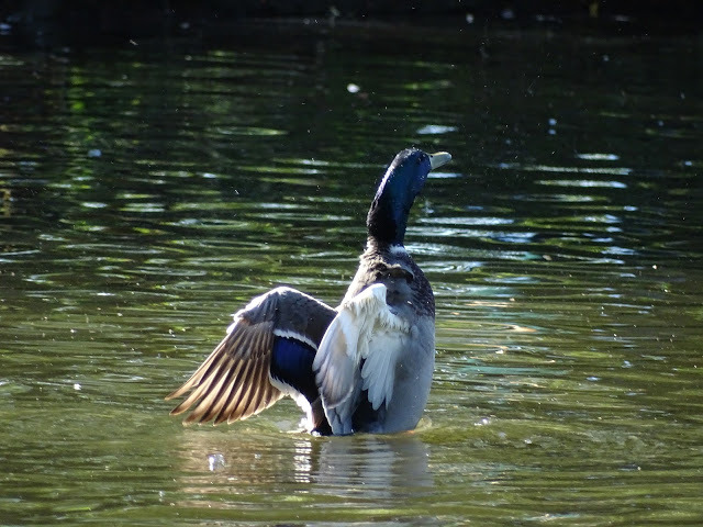 Duck of the day tweet media