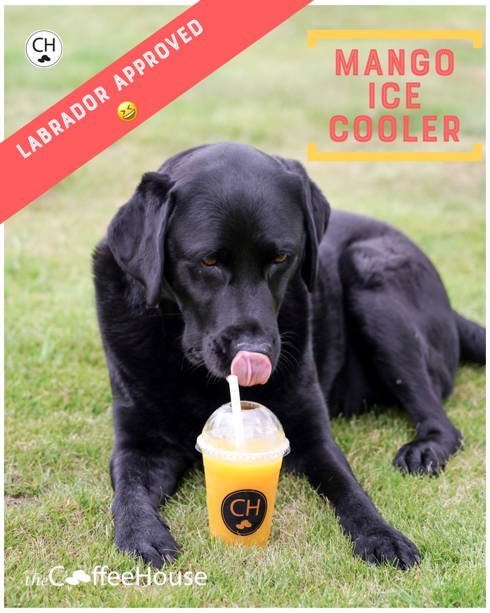 Yes the <a href="/TheCoffeeHouse_/">The Coffee House</a> at Barons Quay has amazing coffee but they also serve super flavoured ice Coolers too!☀️ 😎 Perfect for the summer, Bear the Labrador is a big fan of Mango  🥭 😆 #Northwich #BaronsQuay