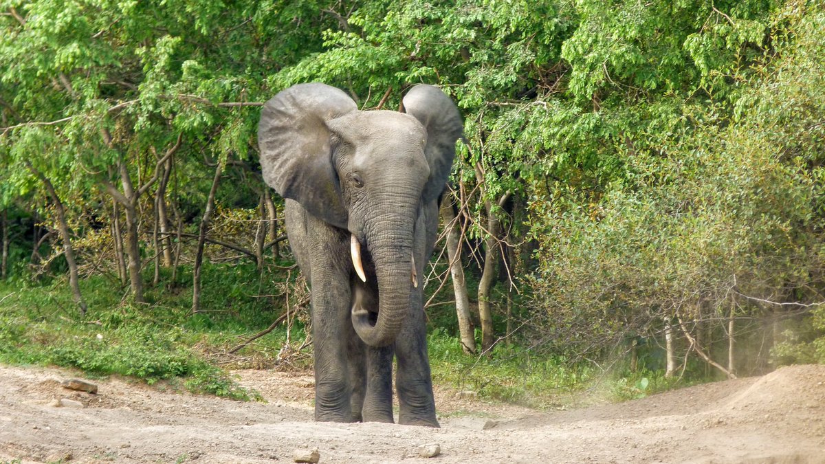 So now I am much more interested in improving effectiveness of interventions outside protected areas & in demand countries, while ensuring local communities realise benefits from elephant populations: funding this requires major changes to traditional conservation focuses. 9/10