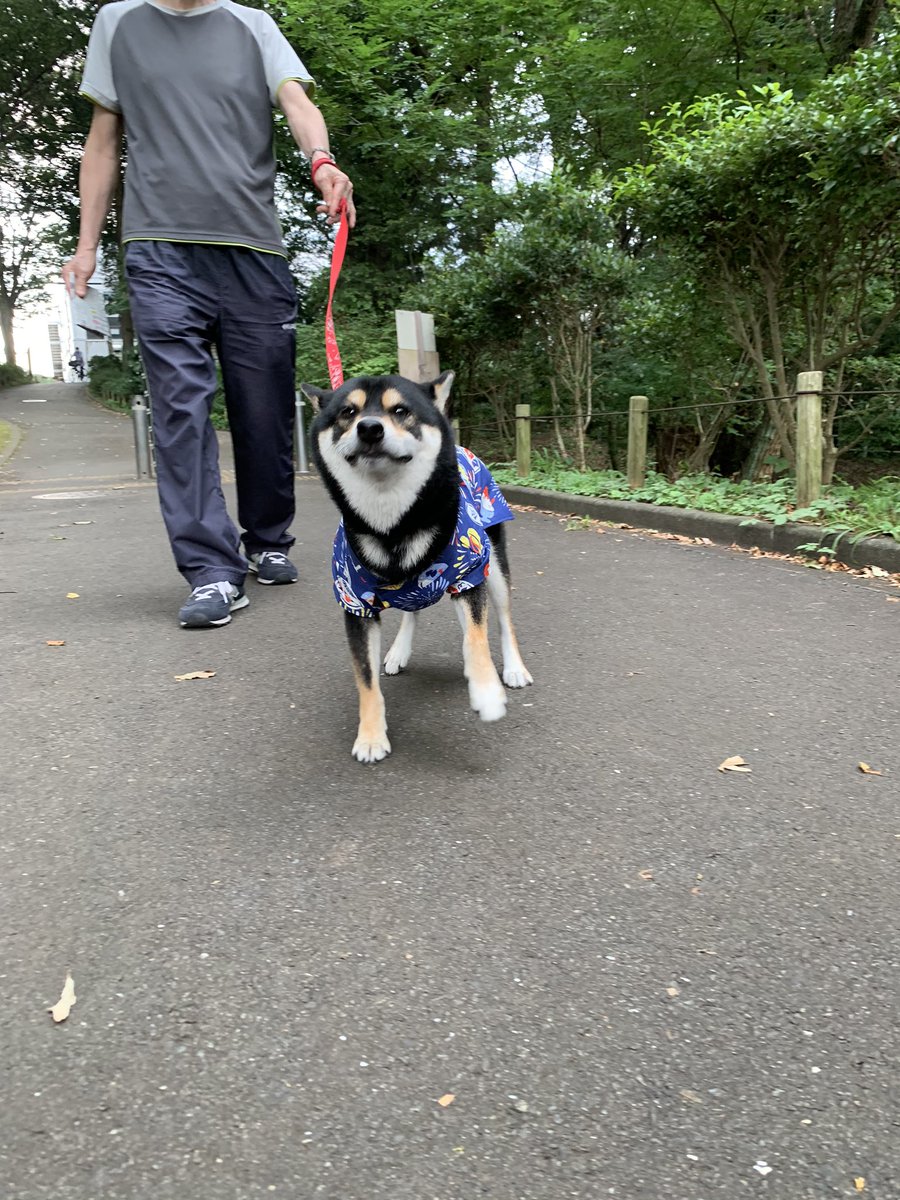 Xxmie Disneyxx 1 じいじとお散歩したよ I Went For A Walk With My Grandpa 2 暑過ぎた っ Too Hot 4 雷でじいじにお耳覆ってもらったの 5 雷 過ぎてやっと眠れたよ 雷 雷嫌い 大好きなじぃじ 大好きなじいじ 黒柴サスケ しばいぬ Xxmie Disneyxx 1 じいじとお散歩したよ I Went For A Walk With My Grandpa 2 暑過ぎた っ Too Hot 4 雷でじいじにお耳覆ってもらったの 5 雷 過ぎてやっと眠れたよ 雷 雷嫌い 大好きなじぃじ 大好きなじいじ 黒柴サスケ しばいぬ