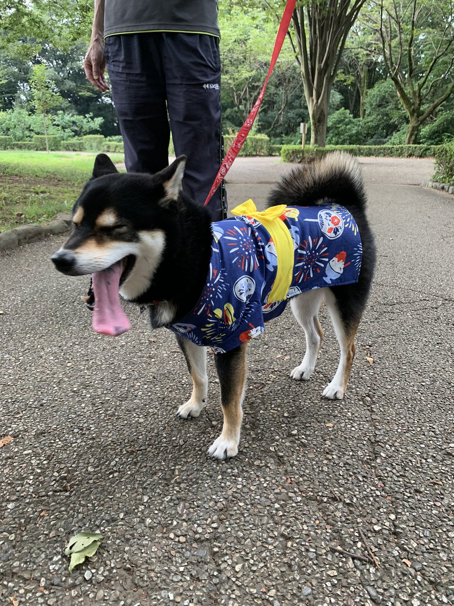 Xxmie Disneyxx 1 じいじとお散歩したよ I Went For A Walk With My Grandpa 2 暑過ぎた っ Too Hot 4 雷でじいじにお耳覆ってもらったの 5 雷 過ぎてやっと眠れたよ 雷 雷嫌い 大好きなじぃじ 大好きなじいじ 黒柴サスケ しばいぬ Xxmie Disneyxx 1 じいじとお散歩したよ I Went For A Walk With My Grandpa 2 暑過ぎた っ Too Hot 4 雷でじいじにお耳覆ってもらったの 5 雷 過ぎてやっと眠れたよ 雷 雷嫌い 大好きなじぃじ 大好きなじいじ 黒柴サスケ しばいぬ