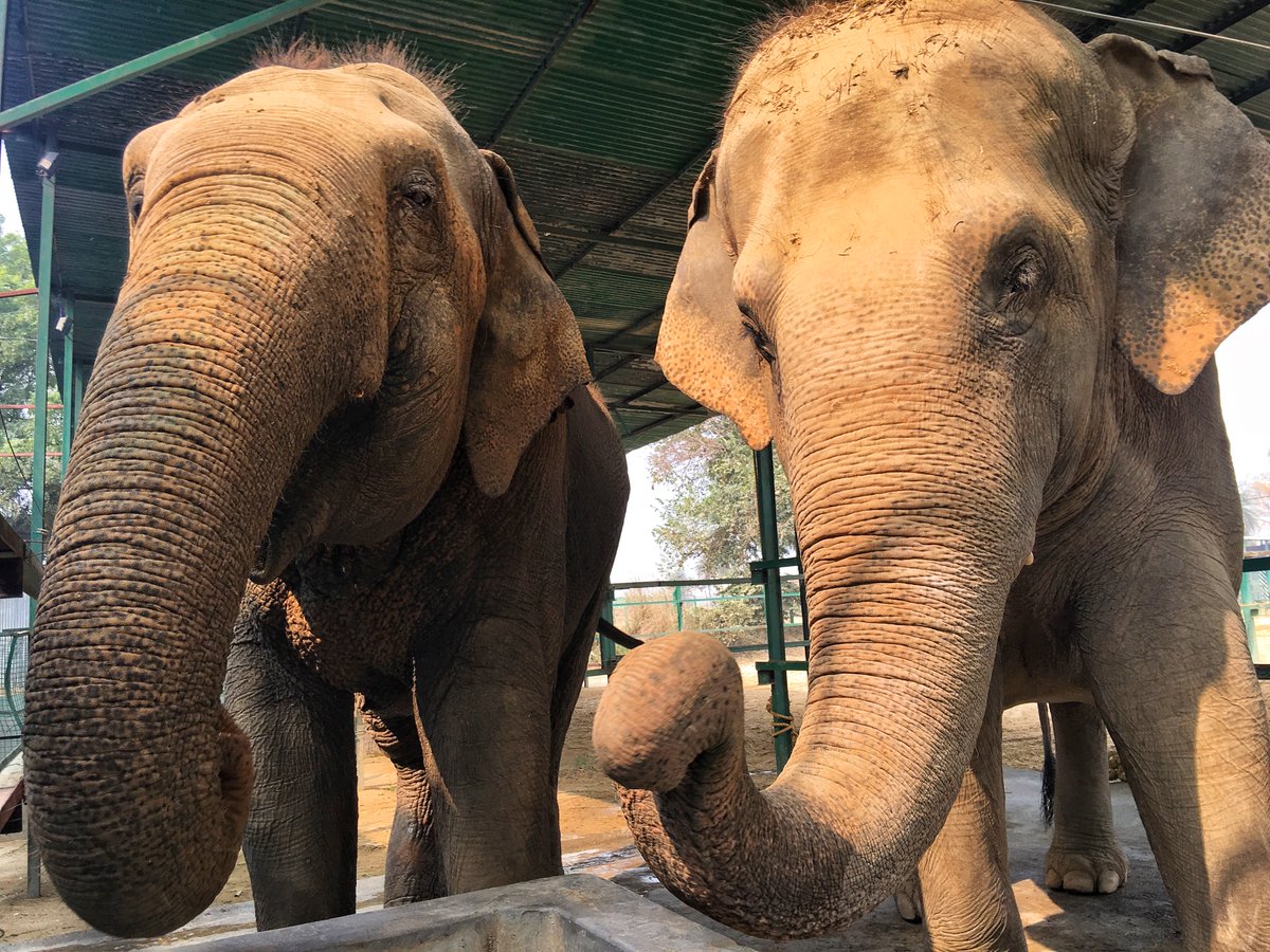 Breathedreamgo's tweet image. Today is #WorldElephantDay

I wrote this blog post "Protecting Indian Elephants" to help support the @WildlifeSOS #RefusetoRide campaign 2 years ago: bit.ly/2Elephant 

Please help us raise awareness around animal cruelty and refuse to ride! 

Photos of me at Wildlife SOS