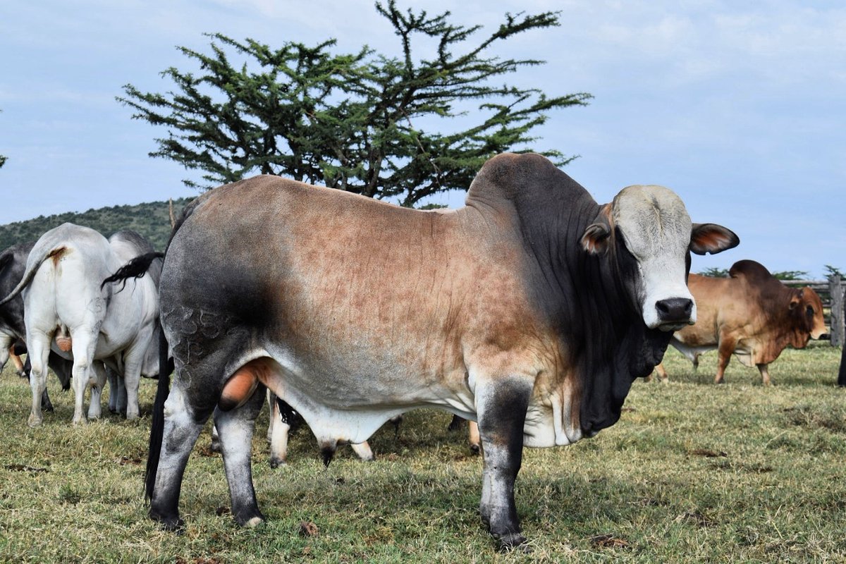 olpejetabeef's tweet photo. Very nice bull for sale at Ksh 150k. Please contact livestock@olpejetaconservancy.org for more information.

#Boran #BoranBreeders #BoranGenetics #OlPejetaBeef https://t.co/y3MypcfnkZ