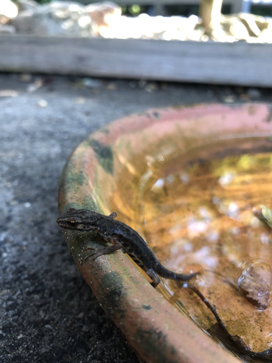 krooshapper's tweet image. Iemand enig idee welke #salamander soort dit is? #durftevragen #dieren #nederland #natuur #zoisnatuur @RotterdamZoo @dpamersfoort