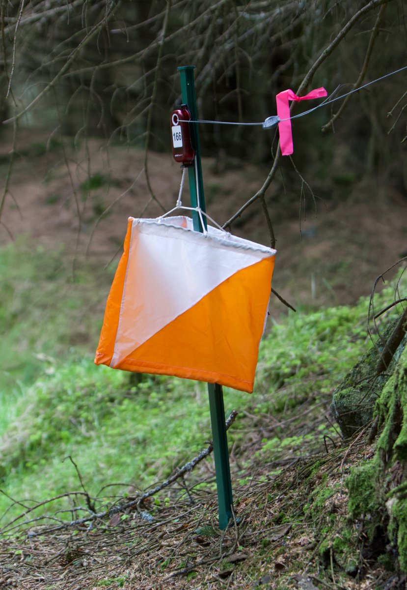 Lindie Naughton tweet media